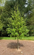 Tilia c Corinthian 2"