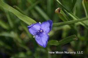 Tradescantia ohioensis #1