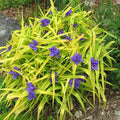 Tradescantia Sweet Kate #1