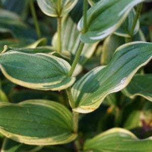 Tricyrtis f Gilt Edge #1