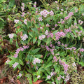 Tricyrtis Miyazaki #1