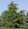 Tsuga canadensis #7