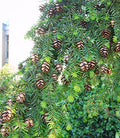 Tsuga chinensis #6