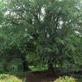 Ulmus a St Croix #10