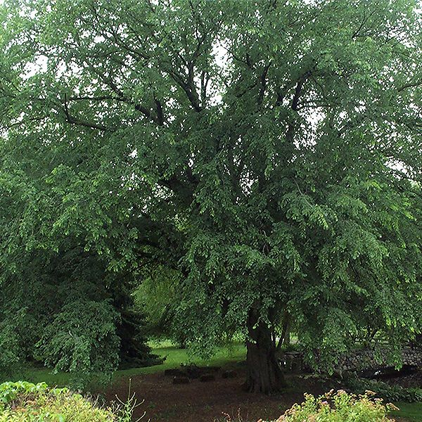 Ulmus a St Croix #10