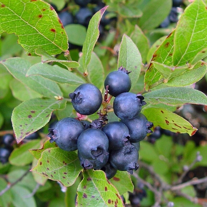 Vaccinium angustifolium BF #3