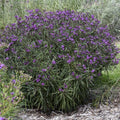 Vernonia Prairie Princess PW#1