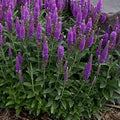 Veronica Purplegum Candles #1