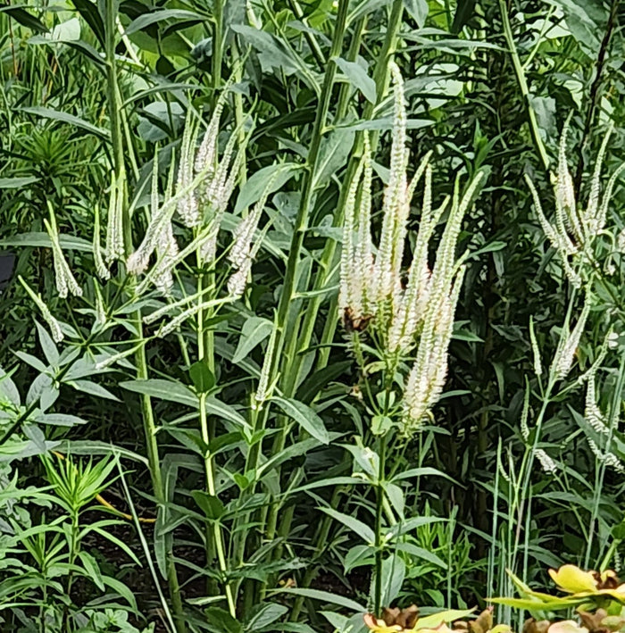 Veronicastrum virginicum #1