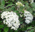 Viburnum burkwoodi #3