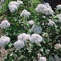 Viburnum car Compactum #3