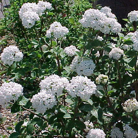 Viburnum car Compactum #3