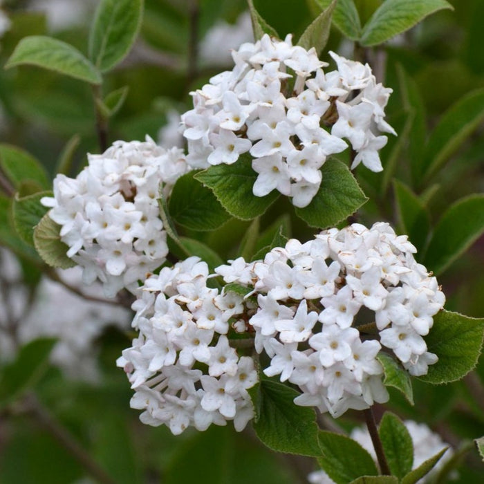 Viburnum car Spice Baby #3