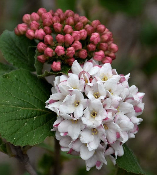 Viburnum car Spice Island #3