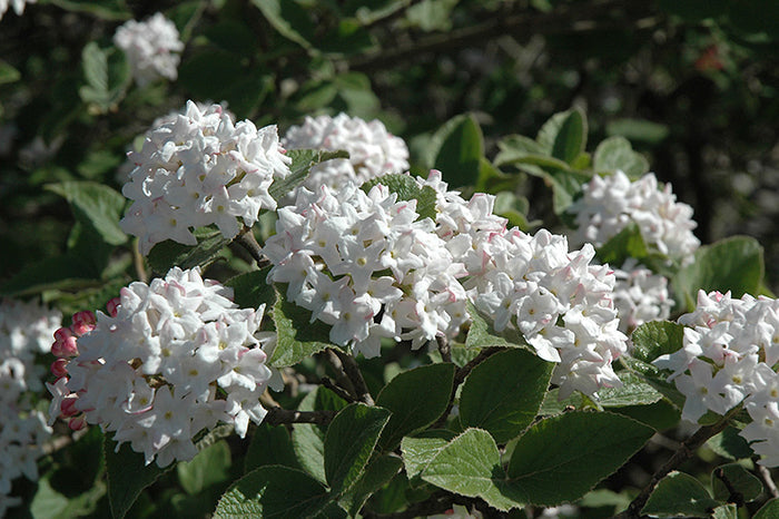 Viburnum carlesii #5