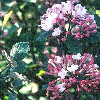 Viburnum juddii 2'