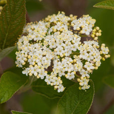 Viburnum l Mohican 3'