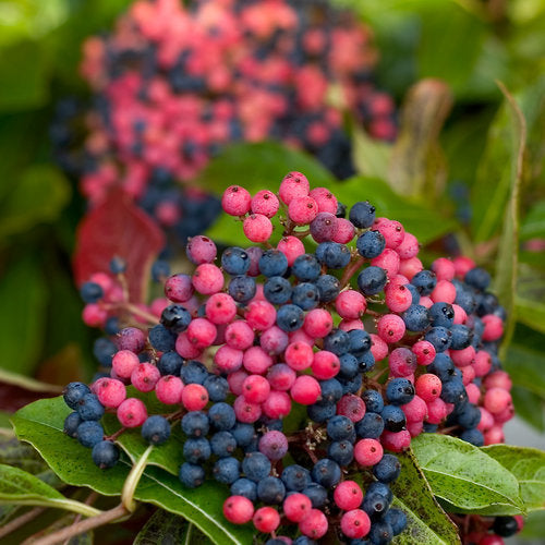 Viburnum n Brandywine #3