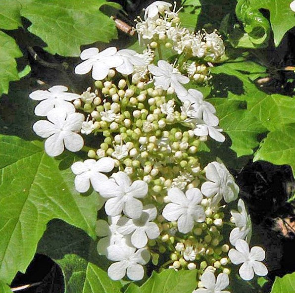 Viburnum op compactum #2