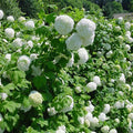 Viburnum op roseum #5