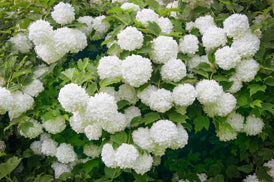 Viburnum op sterile #5