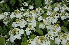 Viburnum pli Newport #5