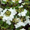 Viburnum pli Summer Snowflake #3