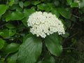 Viburnum prunifolium #3
