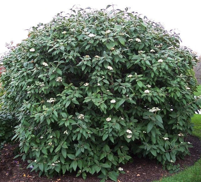 Viburnum rhy Alleghany 5'