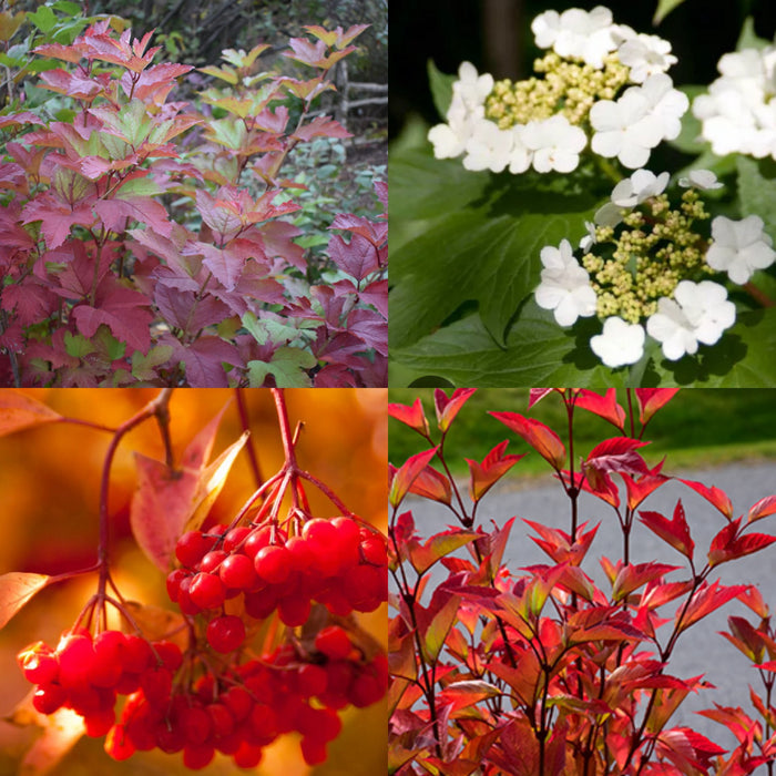 Viburnum tri Red Wing #5