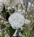 Viburnum utile Eskimo #7