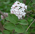 Viburnum x Cayuga #3