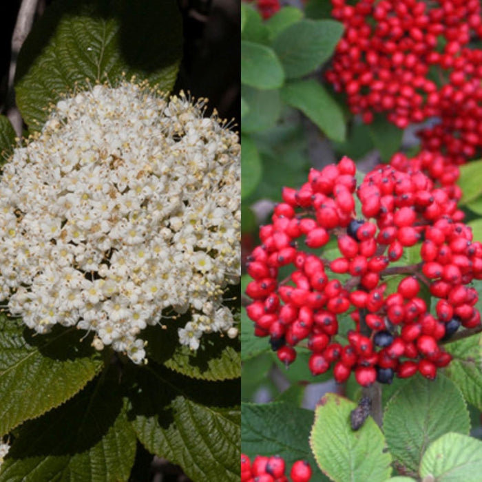 Viburnum x rhy Red Balloon #3