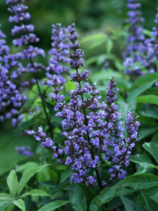 Vitex a-c Blue Diddley #3