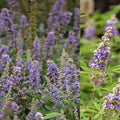 Vitex a-c Violet Mist #2