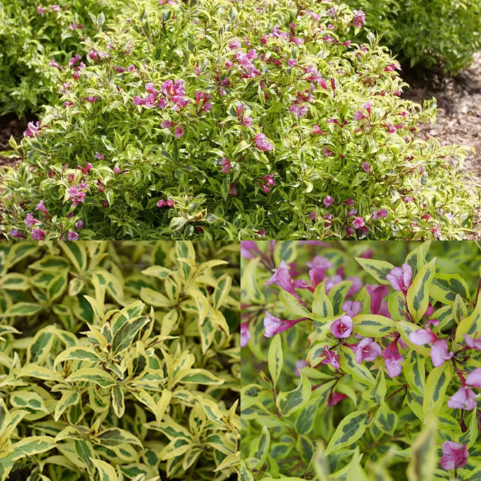 Weigela fl Bubbly Wine #3