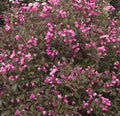 Weigela fl Dark Horse #2