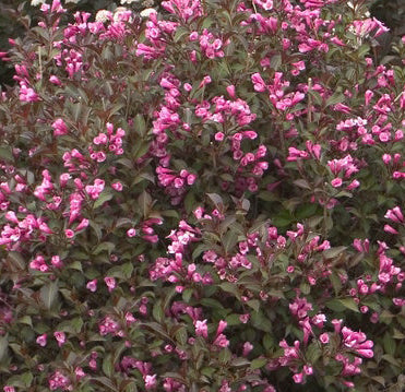 Weigela fl Dark Horse #2