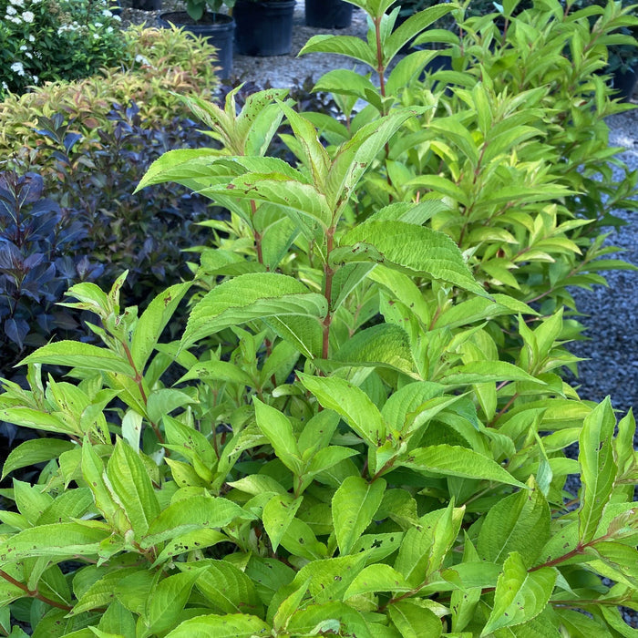 Weigela fl Golden Jackpot #2