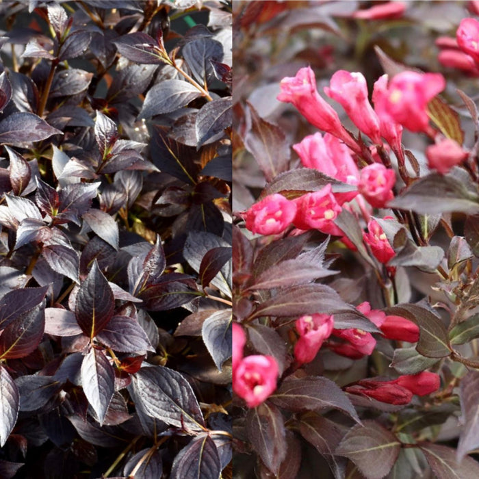 Weigela fl Midnight Wine Shine #3