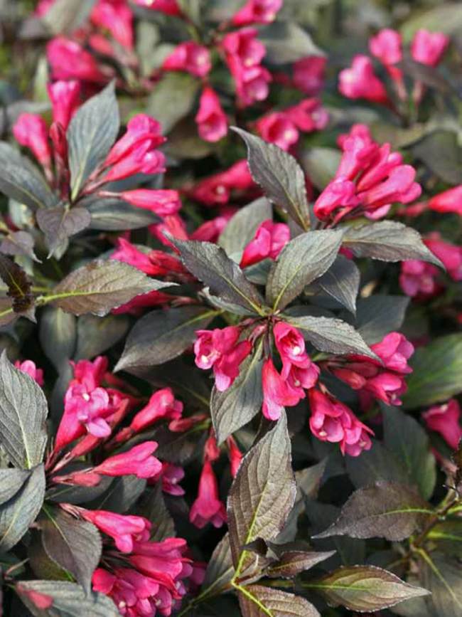 Weigela fl Spilled Wine #2
