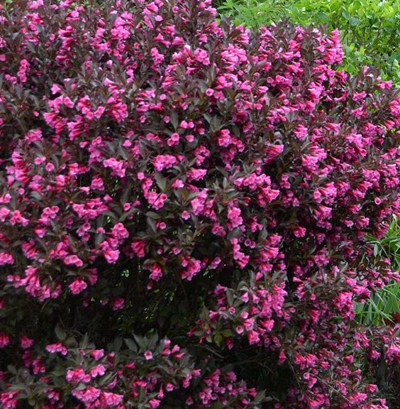 Weigela fl Wine & Roses #3