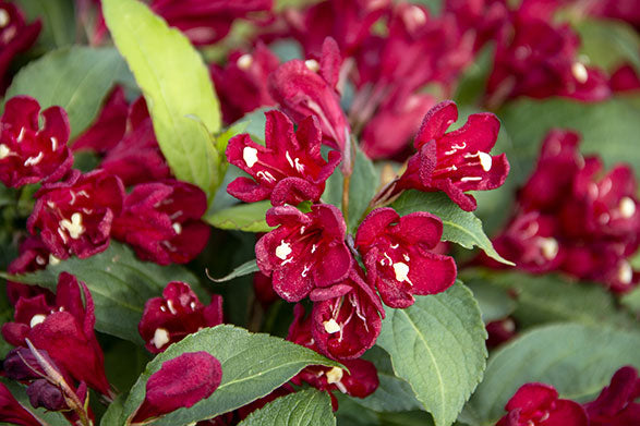 Weigela x Maroon Swoon #2