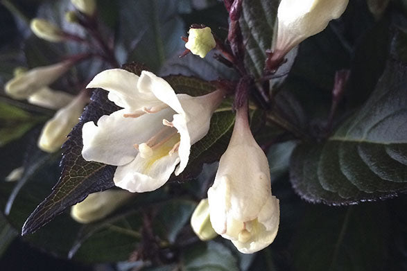 Weigela x Tuxedo #2