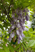Wisteria brach Murasaki Kapitan #3
