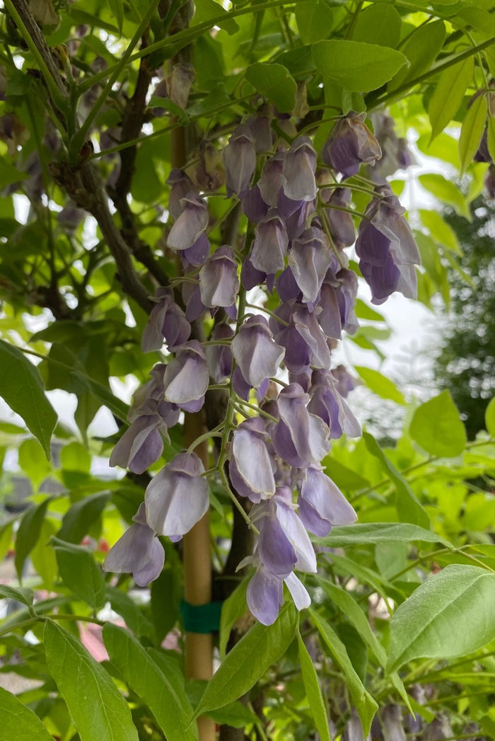 Wisteria brach Murasaki Kapitan #3