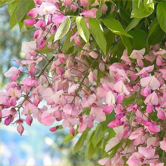 Wisteria brach Shiro-Beni #5 staked