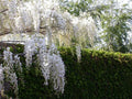 Wisteria brach Shiro Kapitan #3 stkd
