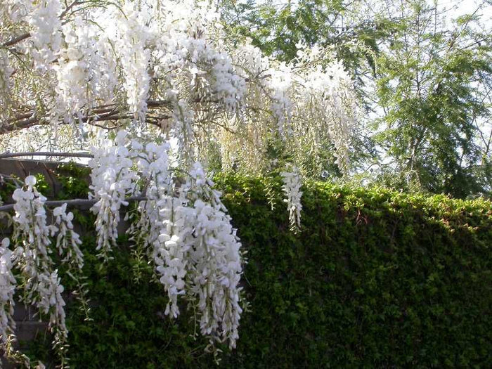 Wisteria brach Shiro Kapitan #3 stkd