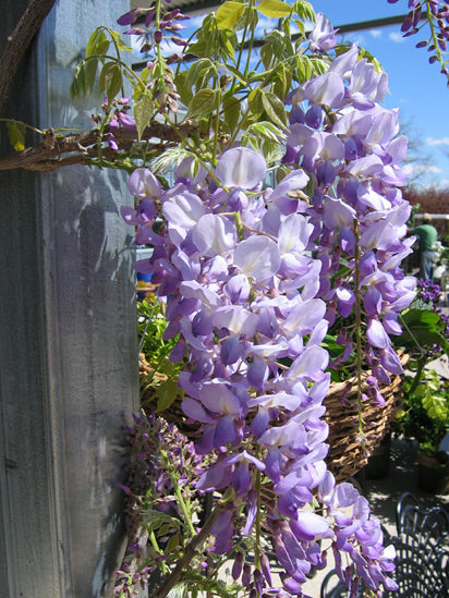 Wisteria fl Lavender Falls #5
